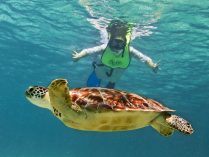 Snorkel con tortuga marina